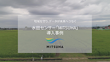 水田センサー「MITSUHA」導入事例。有限会社スタファーム編（富山県  高岡市）